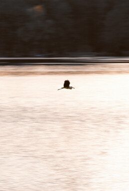 fliegender Reiher Printvorschau